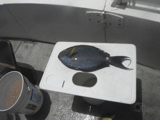 bottom fishing combo