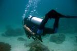 glass bottom boat tours lahaina